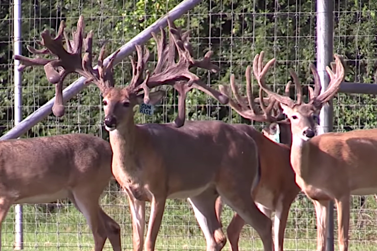 High Fence Hunting