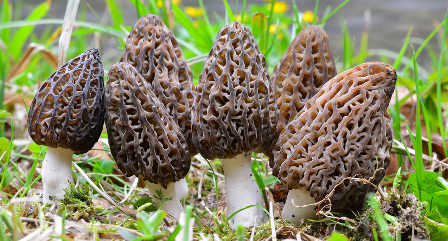 morel mushroom hunter finds bones