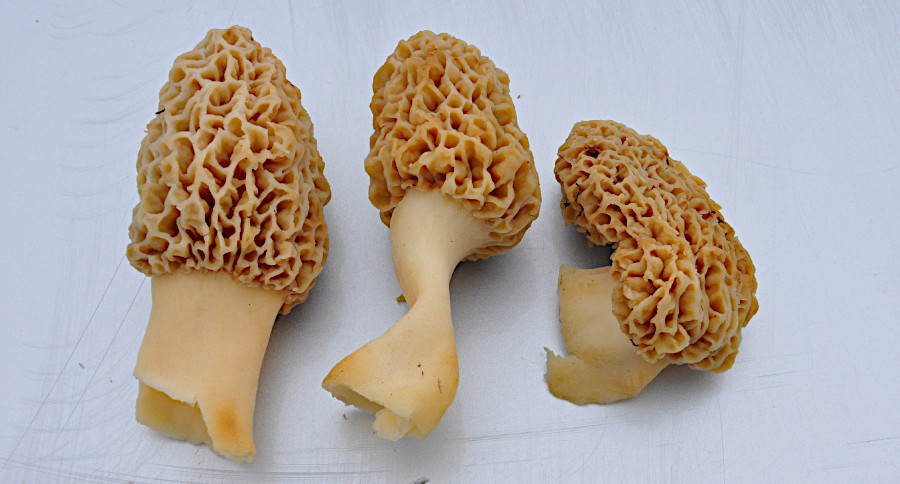 Morel Mushroom Hunting