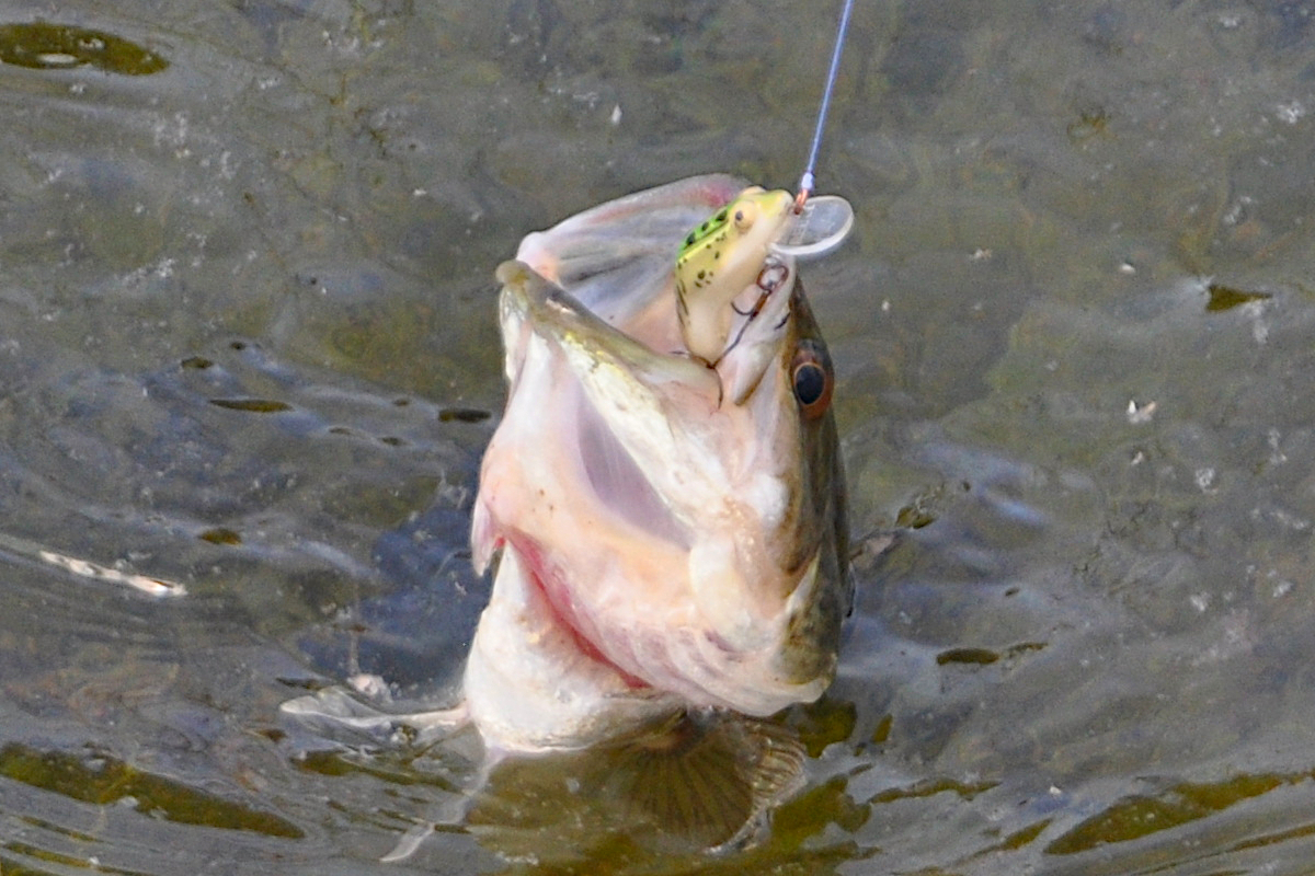 Testing $1 Walmart Micro Fishing Lures in a TINY Creek!!! (IT