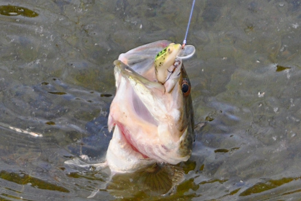 Odd Fishing Methods