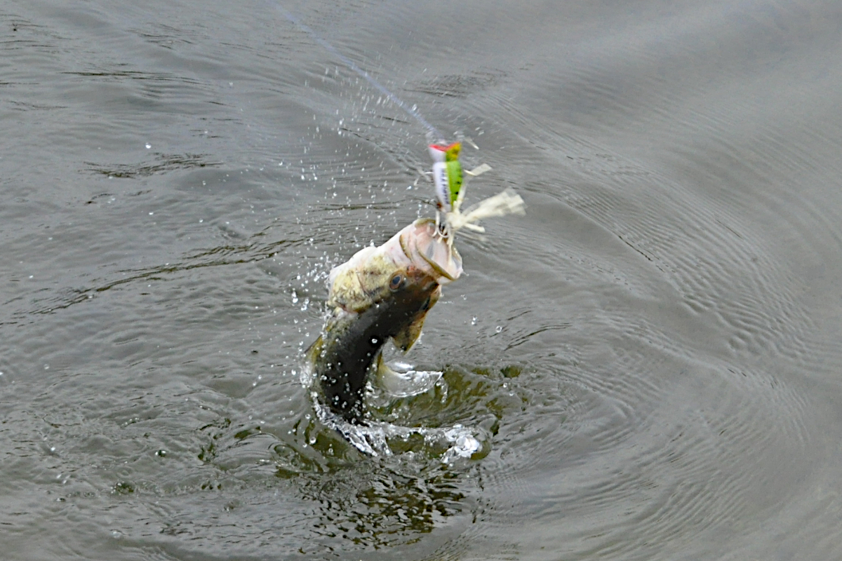 Fishing Poppers for Bass: The Finer Points - Wide Open Spaces