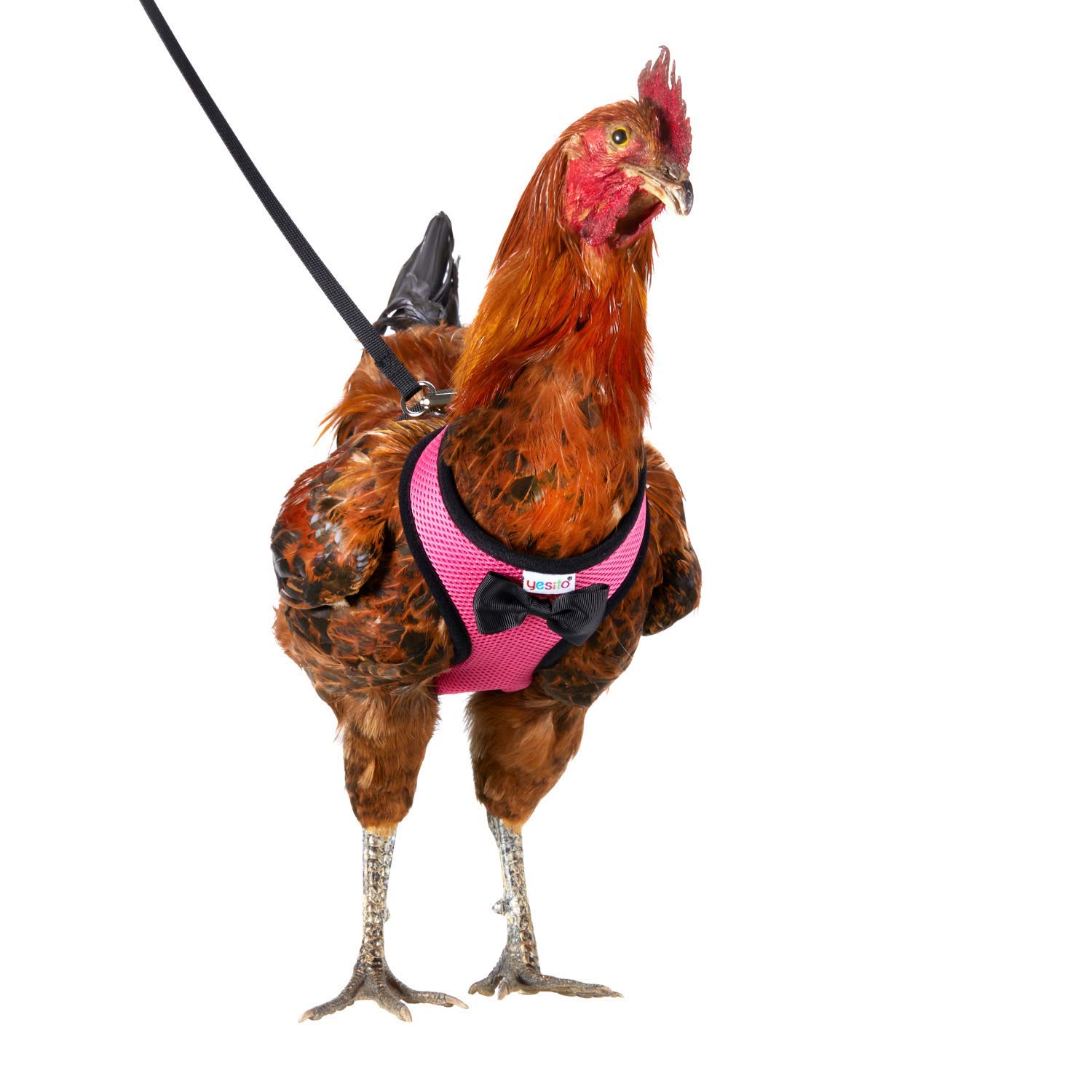 Chicken Harness 