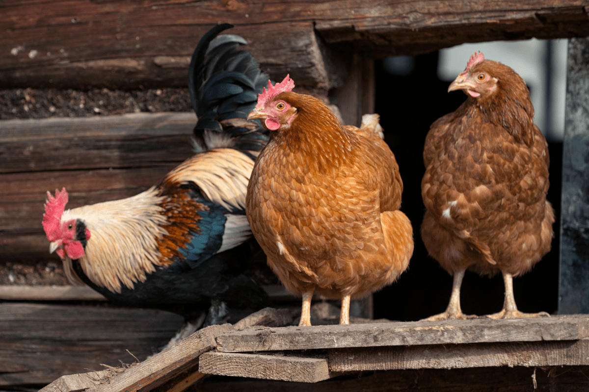 Chickens Sleeping in Nesting Boxes 7 Reasons for This Bad Behavior