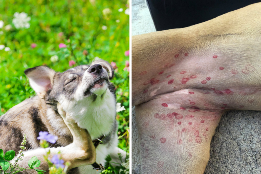 Red rashes 2024 on dog belly