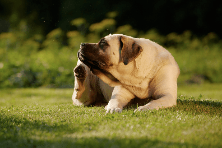 dog itching in grass red spots