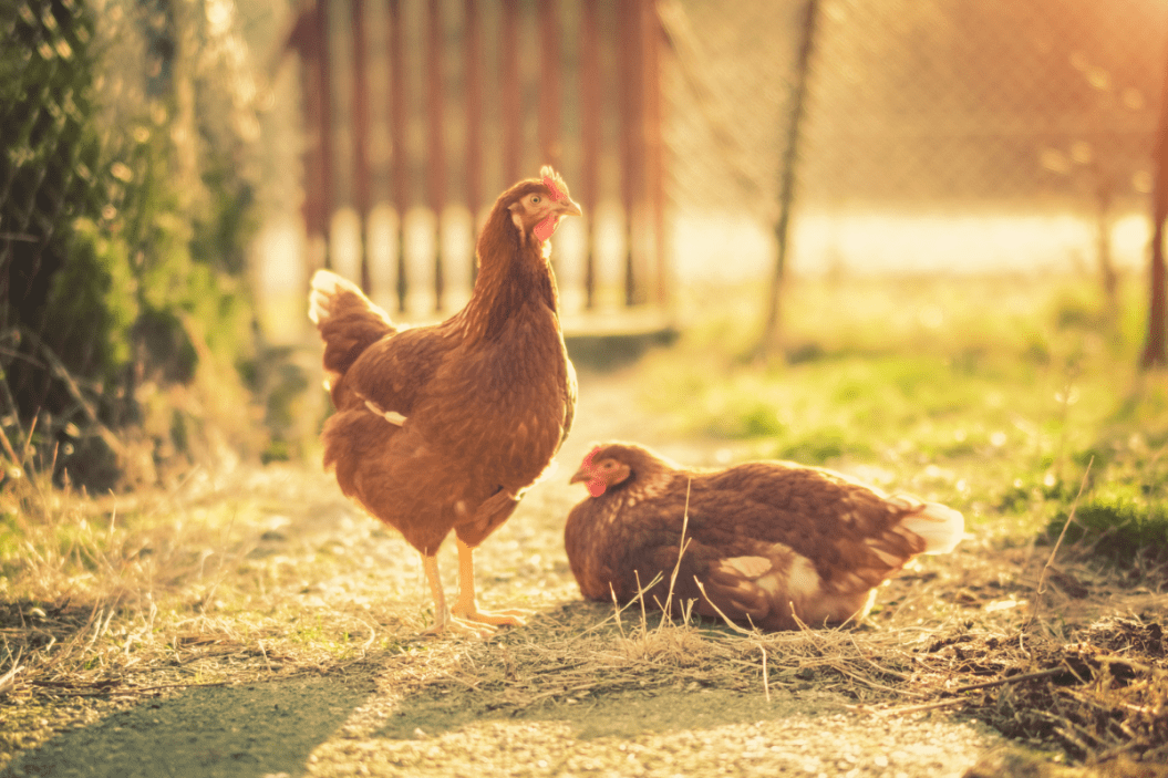 Keeping Chickens Cool With DIY Solutions You Can Prepare at Home