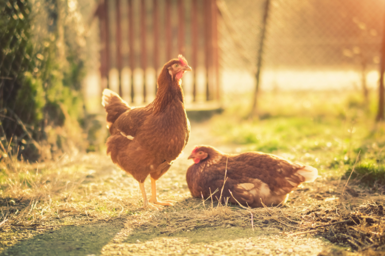 preparing-your-winter-chicken-coop-tips-for-extra-warmth-safety