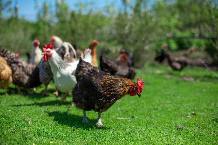 keeping chickens cool