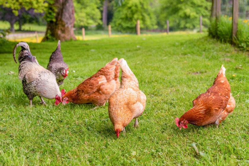 keeping chickens cool