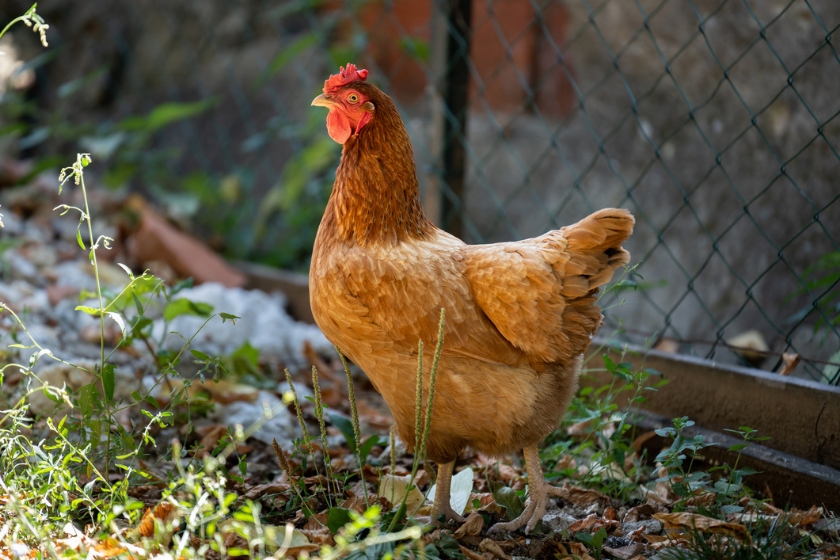 keeping chickens cool