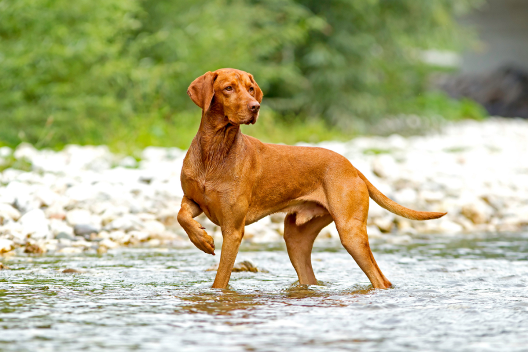 Vizsla Dog Breed: FAQs on the Perfect Running Buddy Who Won't Quit!
