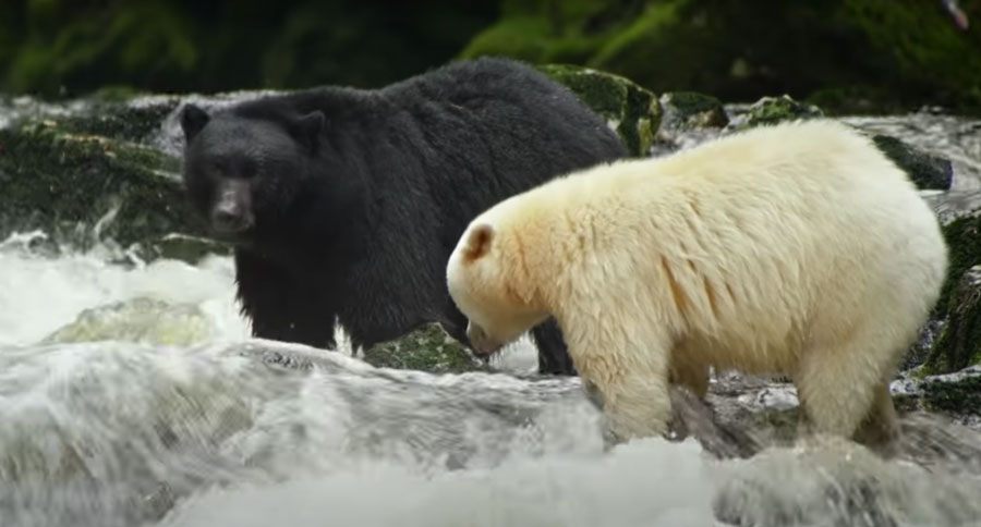 albino bear