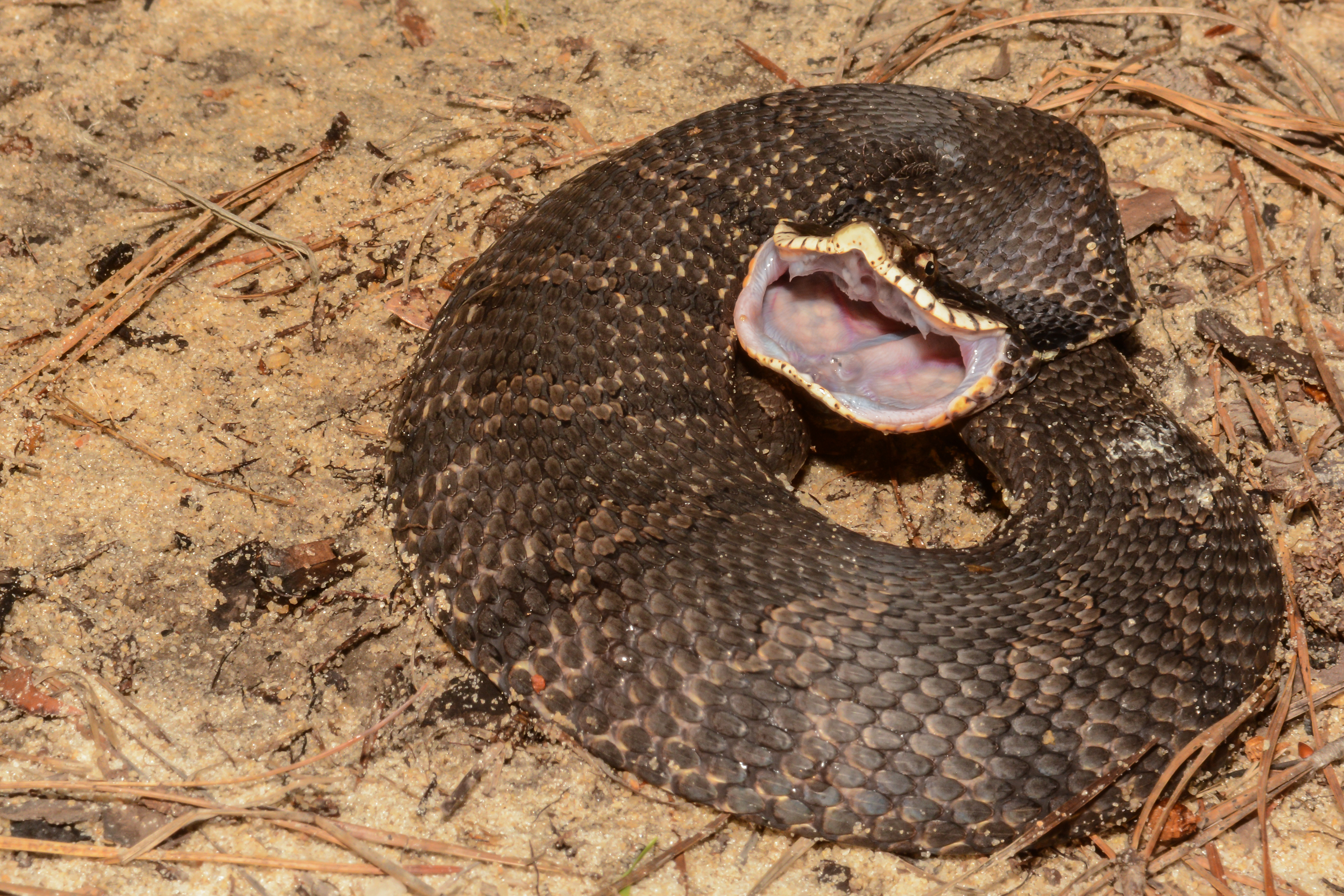 Eastern Hognose Snake