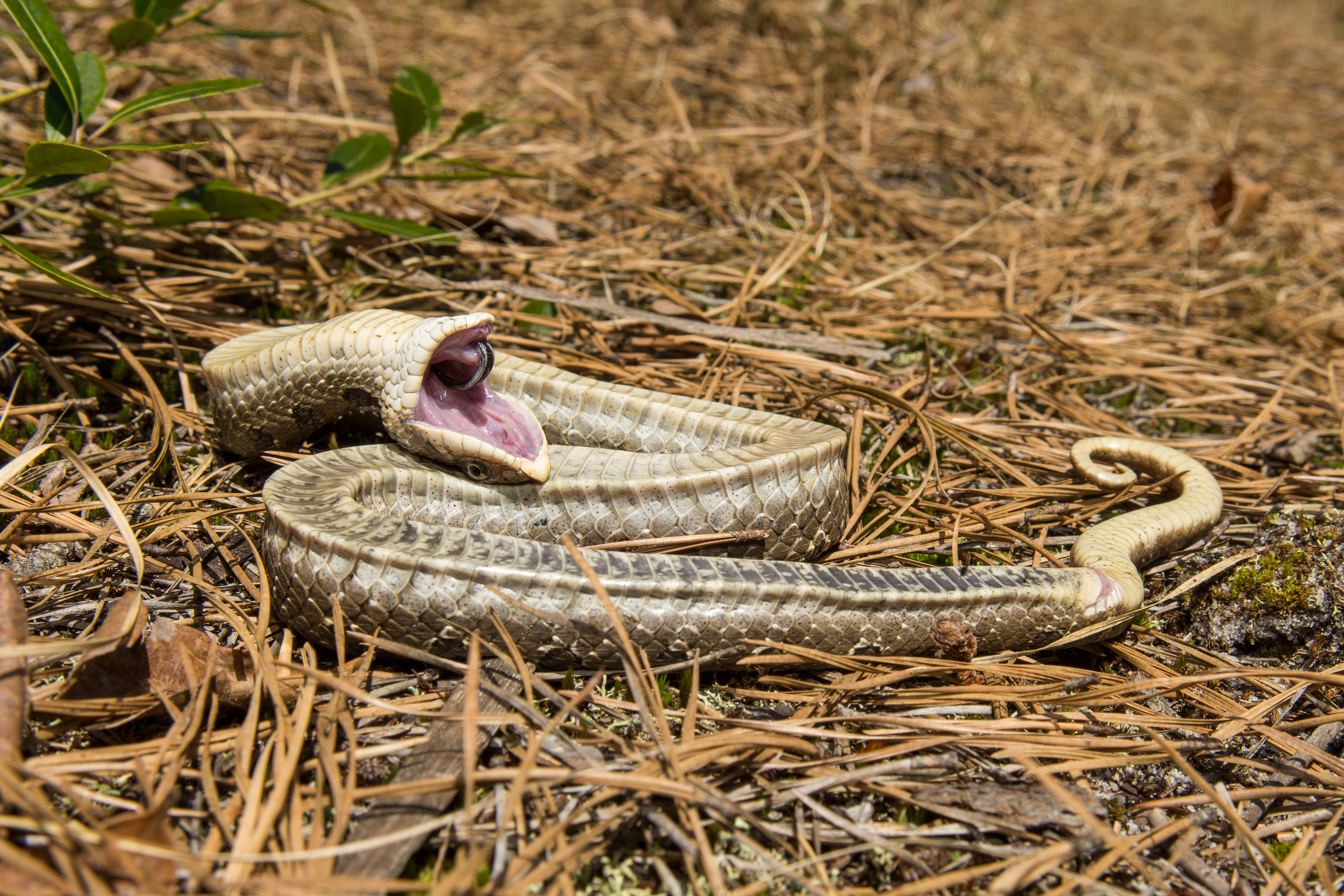 North Caroline Eastern Hognose Zombie Snake Plays Dead