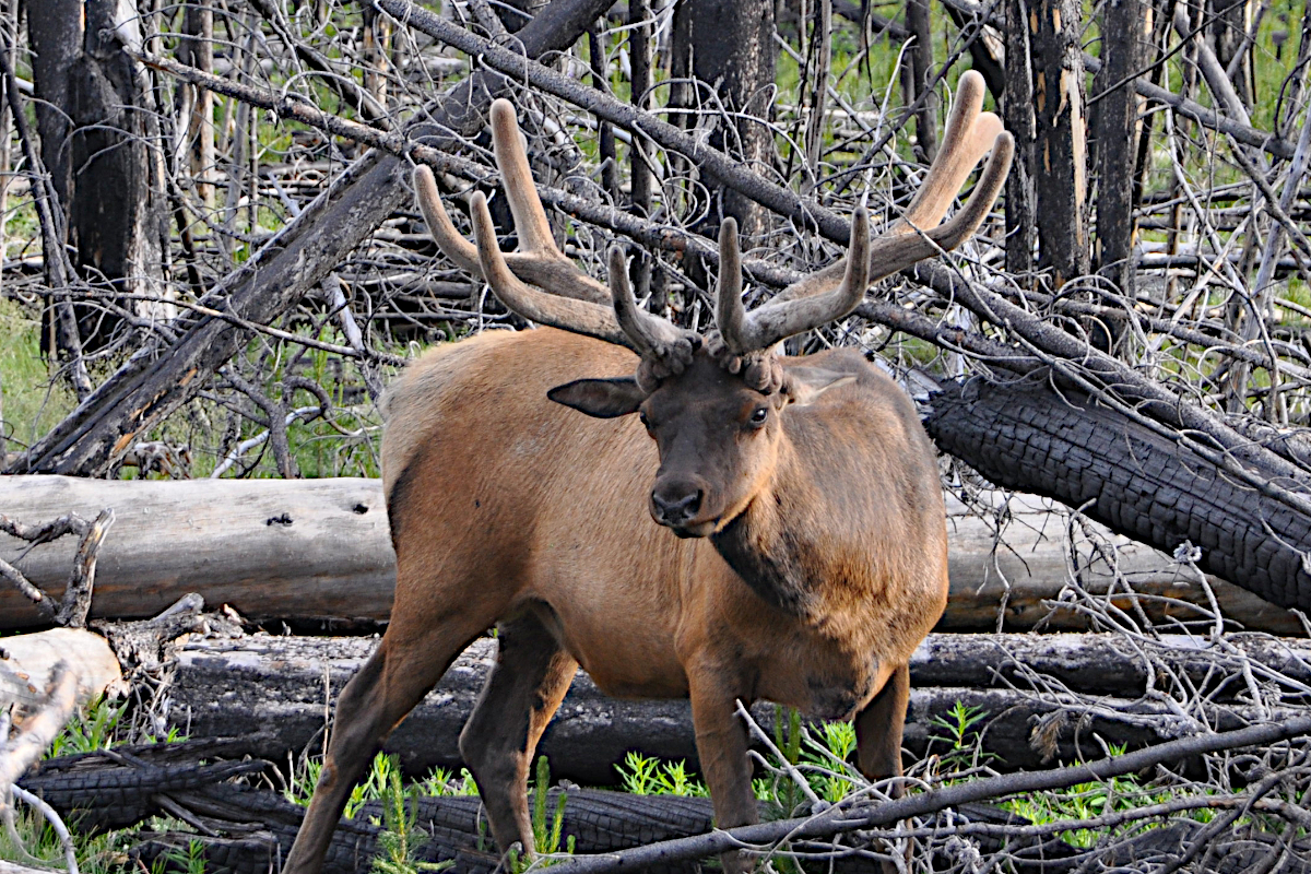 Colorado Elk Hunting