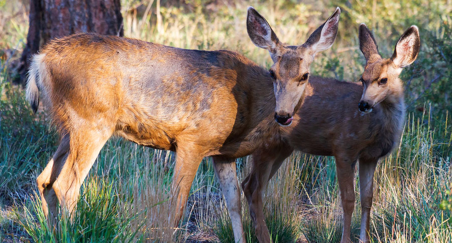 deer attacks woman