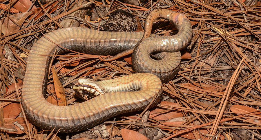 Eastern Hognose Snake