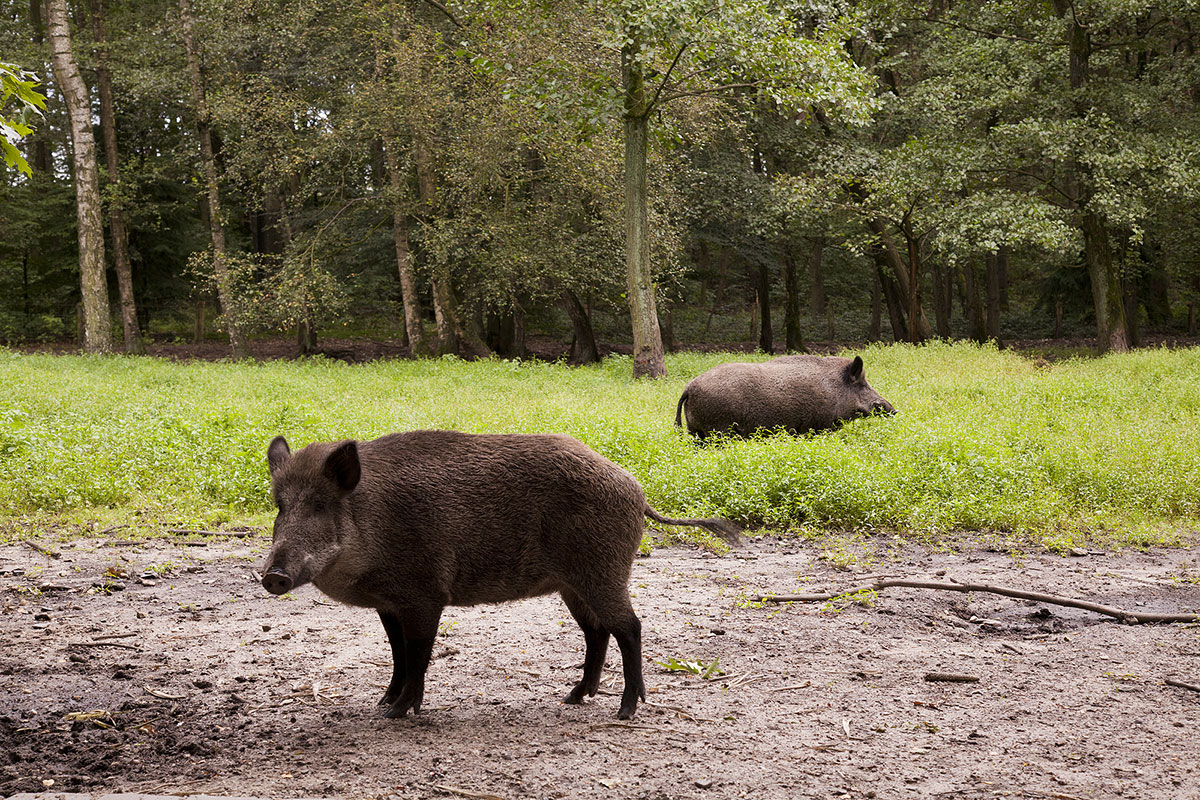 You Don't Even Need a License to Hunt Hogs in Texas Wide Open Spaces