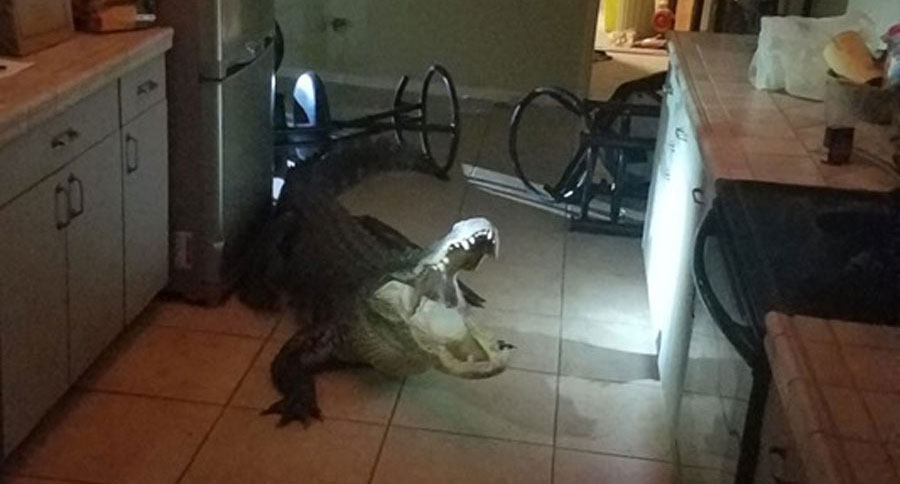 gator in kitchen