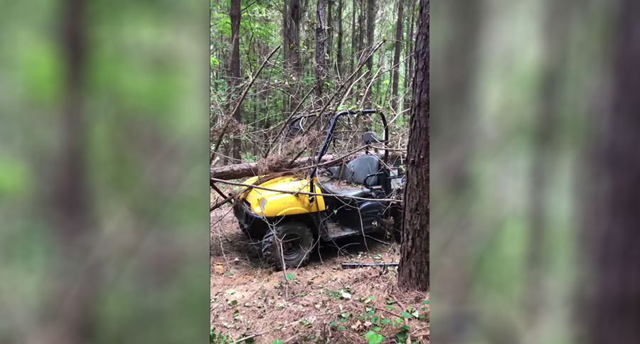 tree on polaris