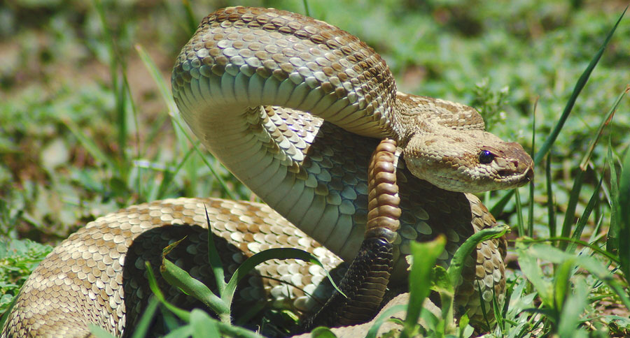 timber rattlesnake