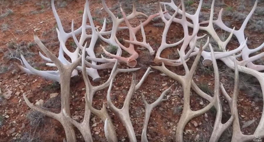 elk shed hunting