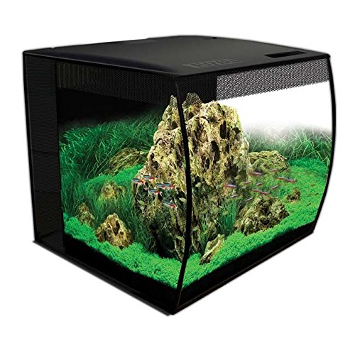 betta fish tank