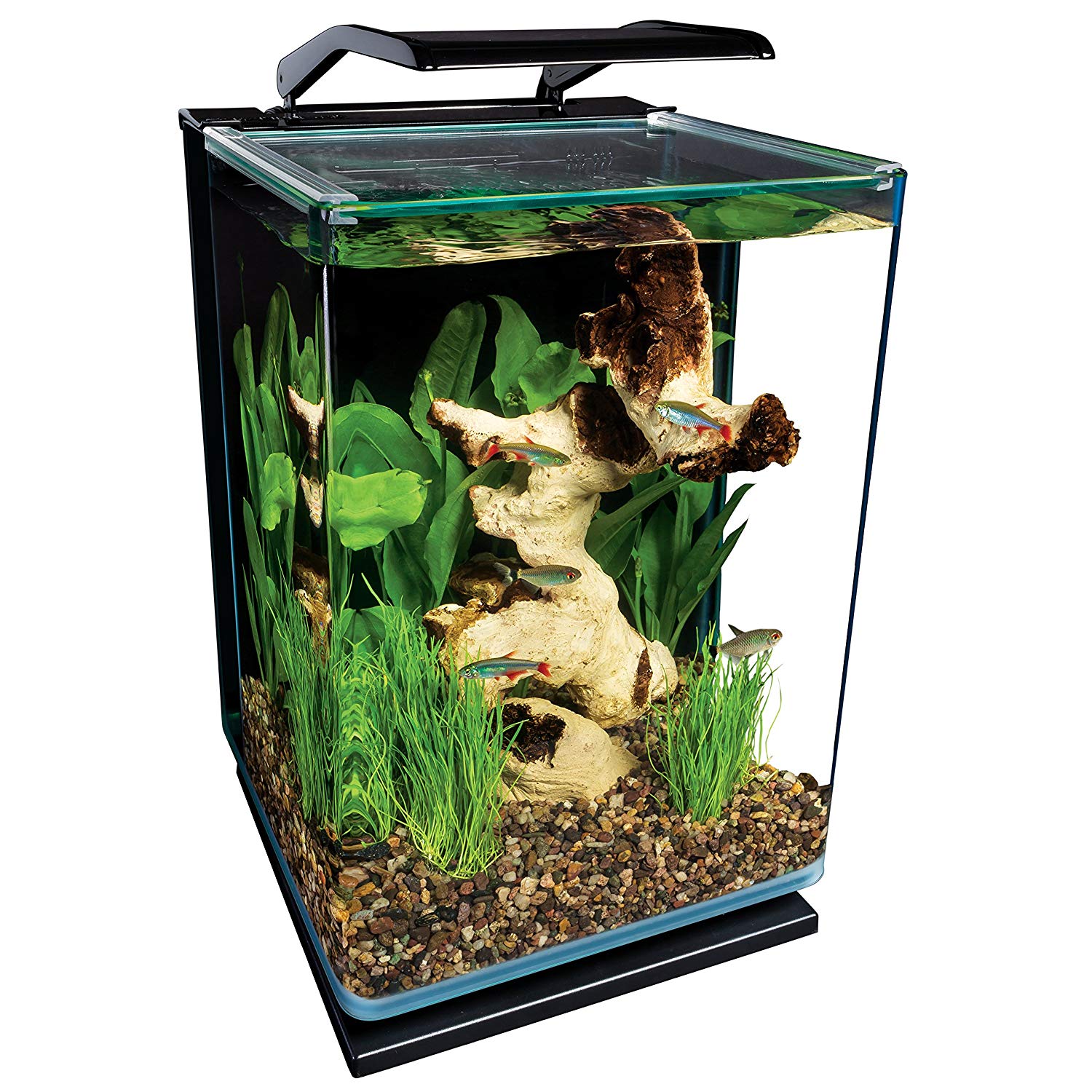 betta fish tank