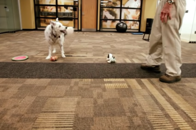 Border Collie Trained to Recognize 1,022 Nouns Dies - The New York Times