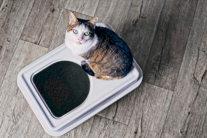 cat sitting on top entry litter box