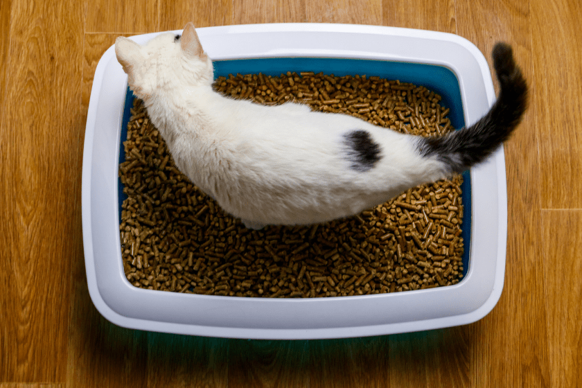 cat exploring pellet litter box