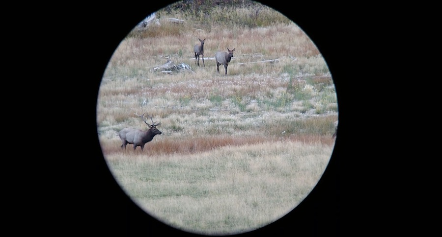 Elk Hunting With The 280 AI