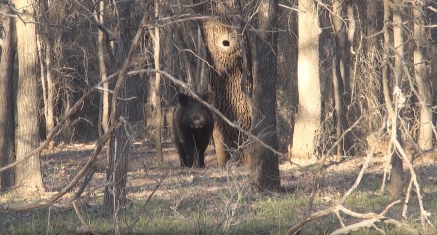 Watch These Boars Fight In Front Of Two Hog Hunters