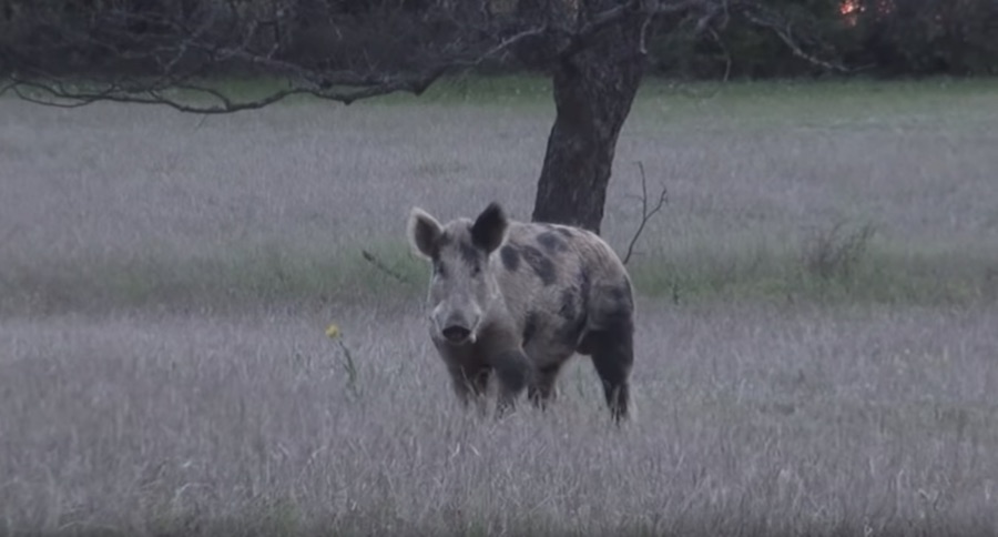 You Need To See These Hunters In Texas Call In A Boar From His Nap