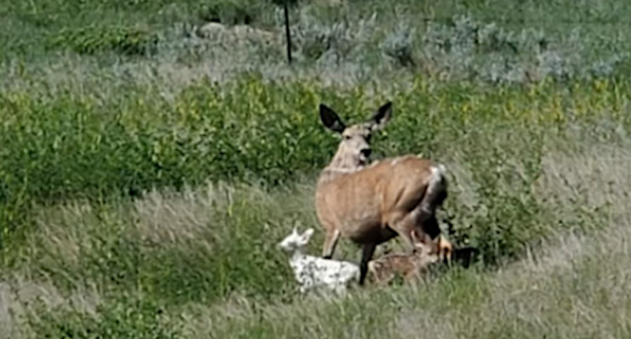 Fawn Triplets