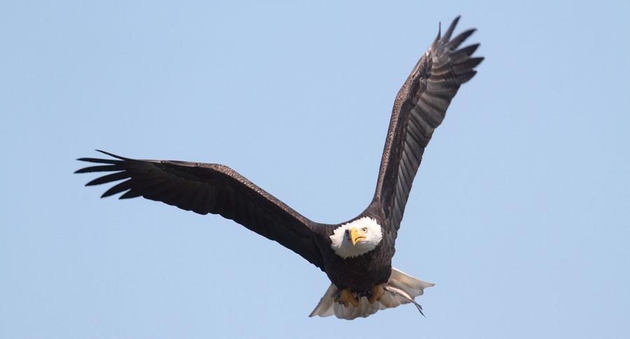 bald eagle population