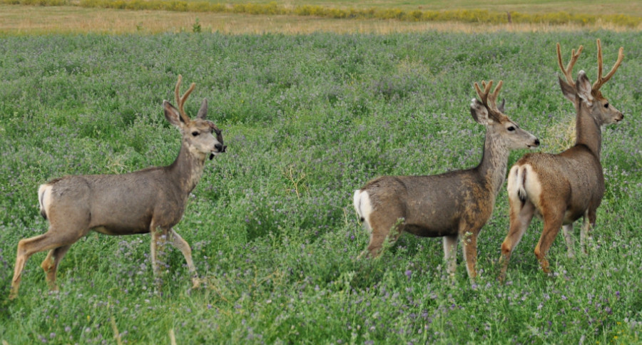 Deer DNA