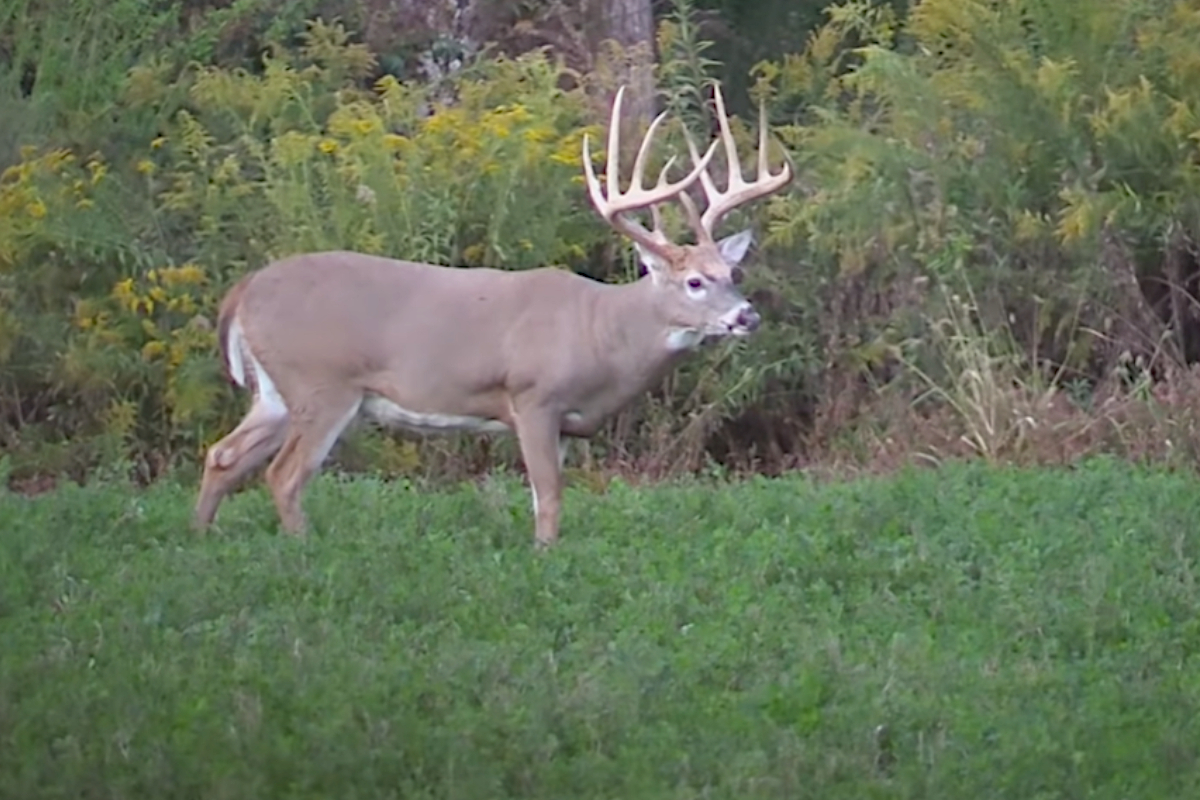 Illinois Deer Hunting Regulations 2025 Lynne Rosalie