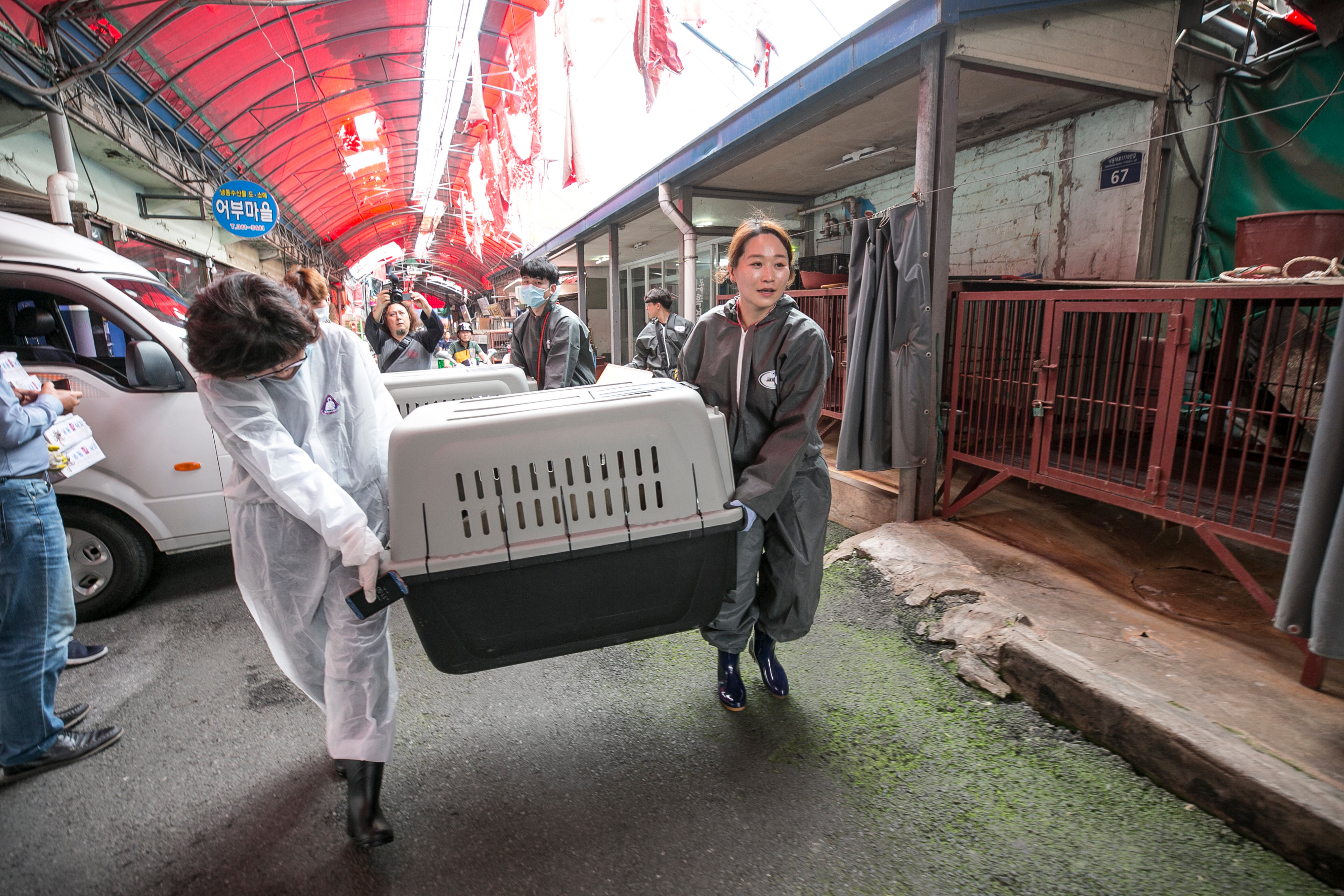 South Korea Dog Meat Market Rescue