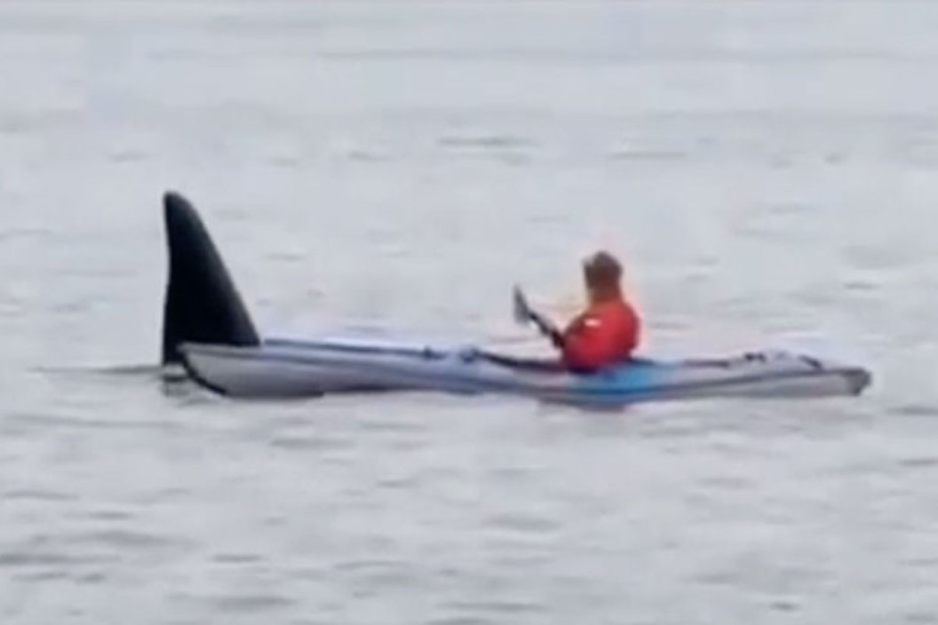 orca
