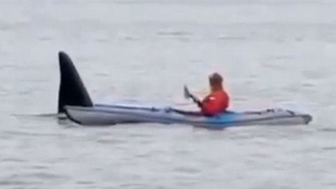 orca
