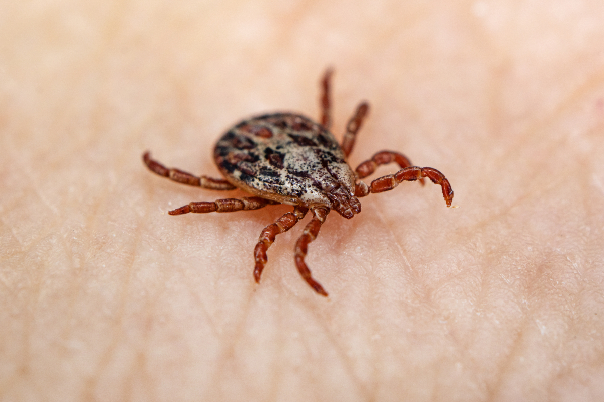 Powassan Virus