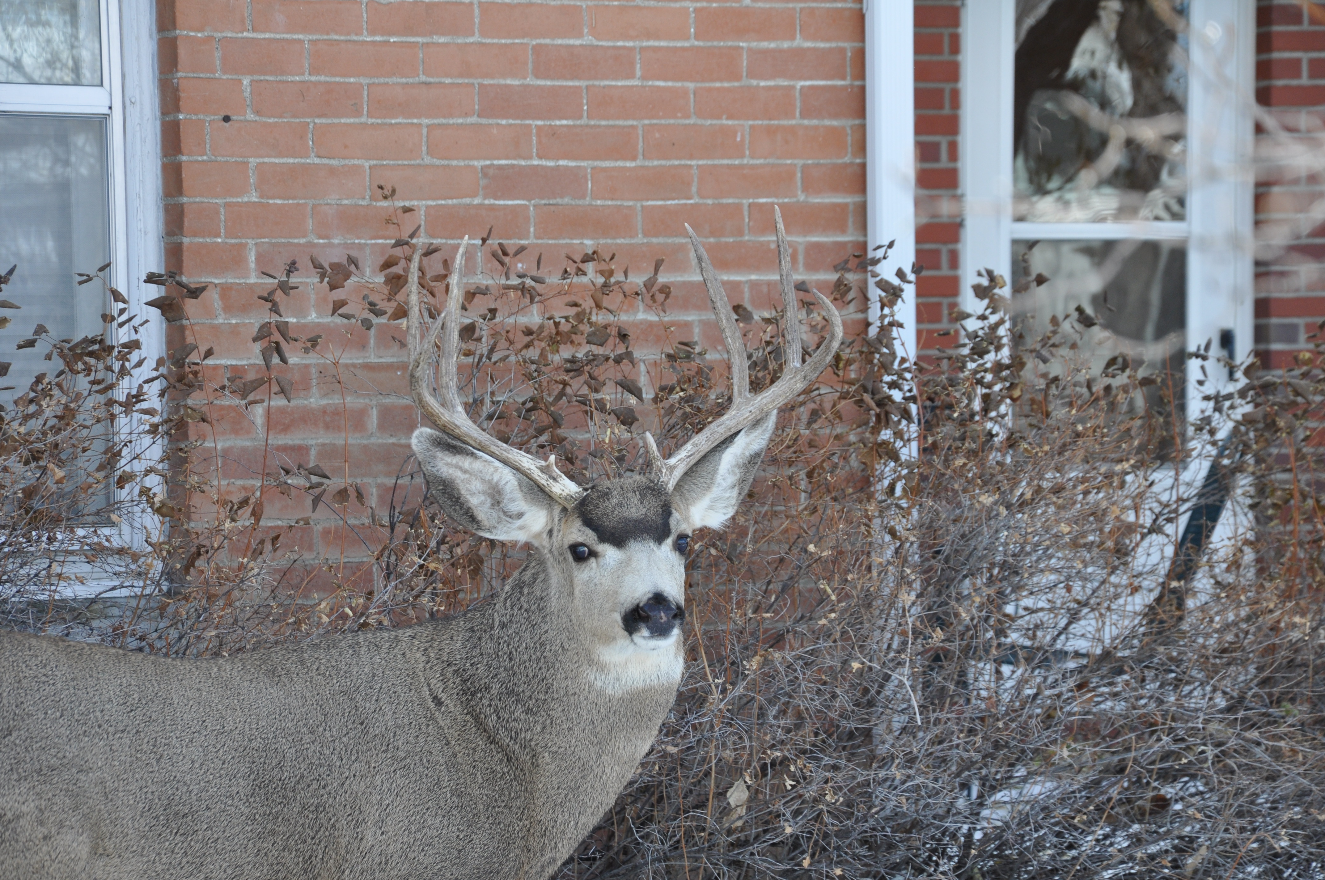 Hunt Pressured Mule Deer