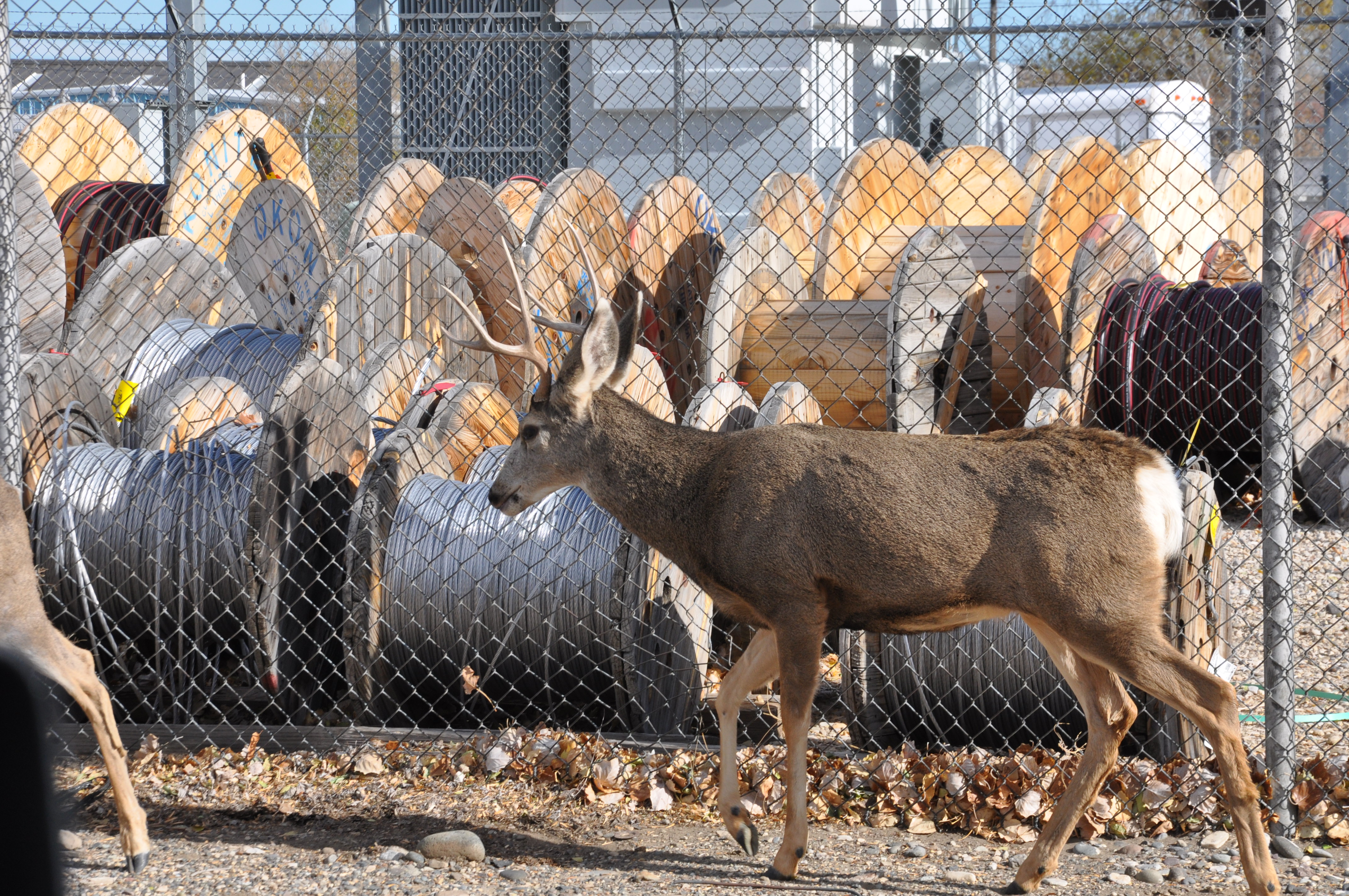 Hunt Pressured Mule Deer