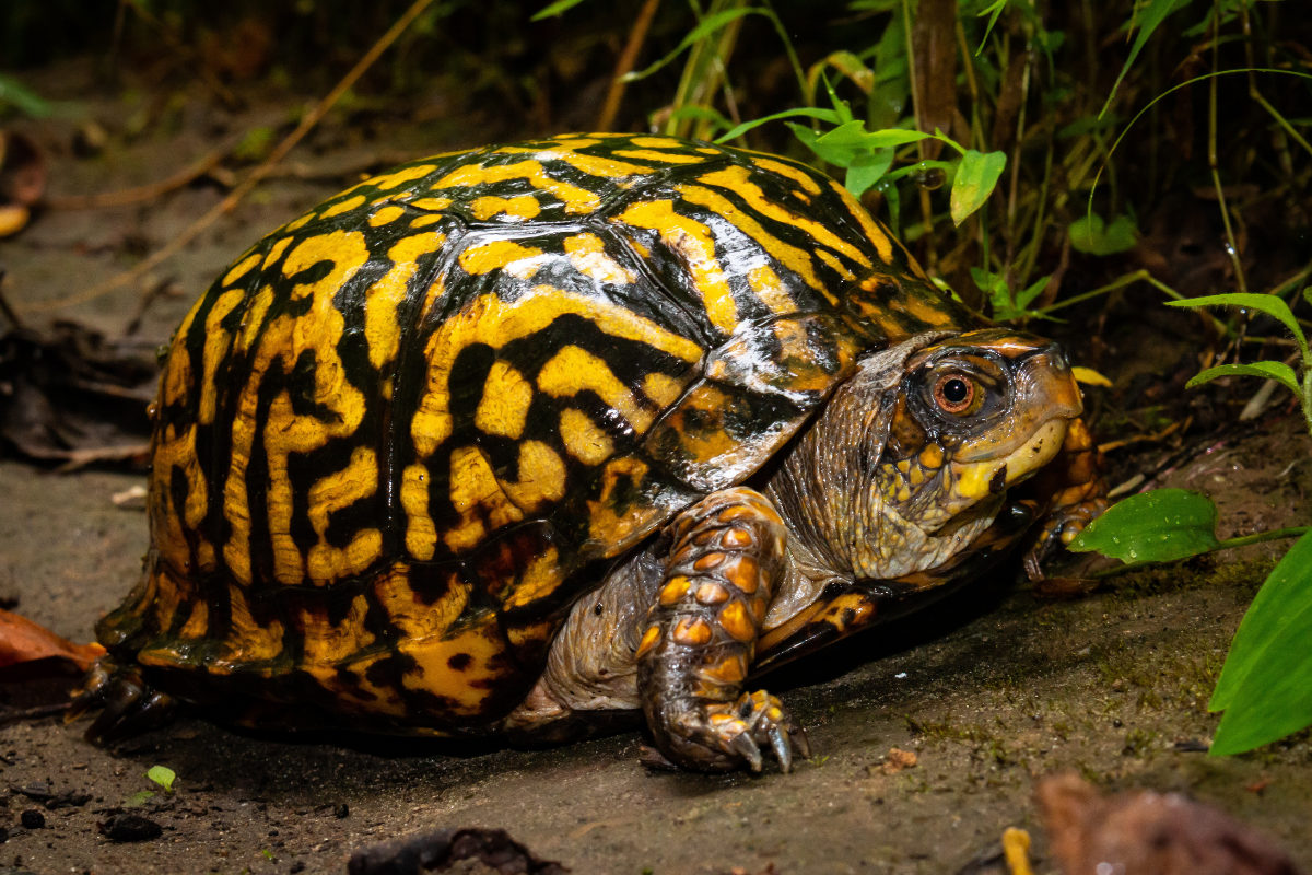 Turtles that Stay Small: Finding the Perfect Pet Turtle - Pet