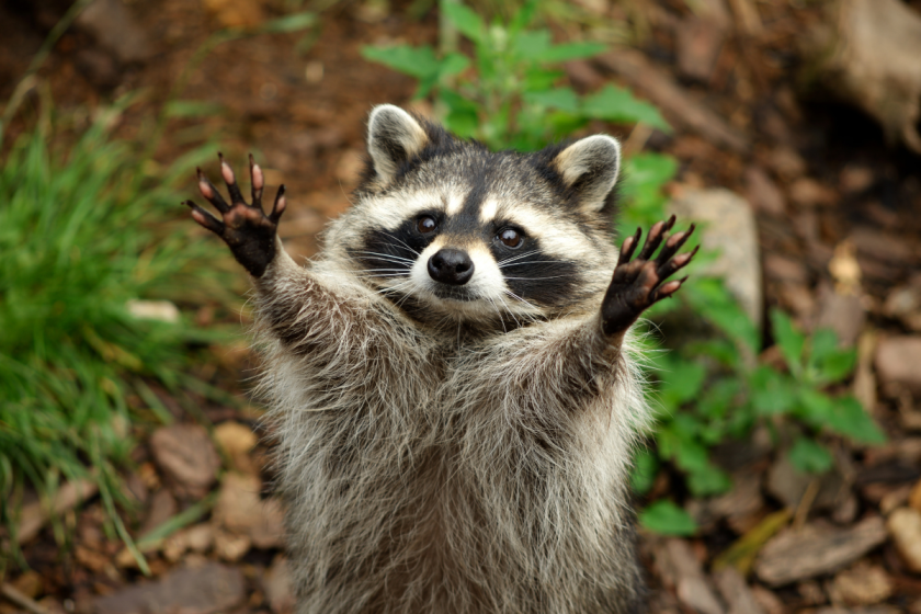 Pet raccoons reaches for a hug