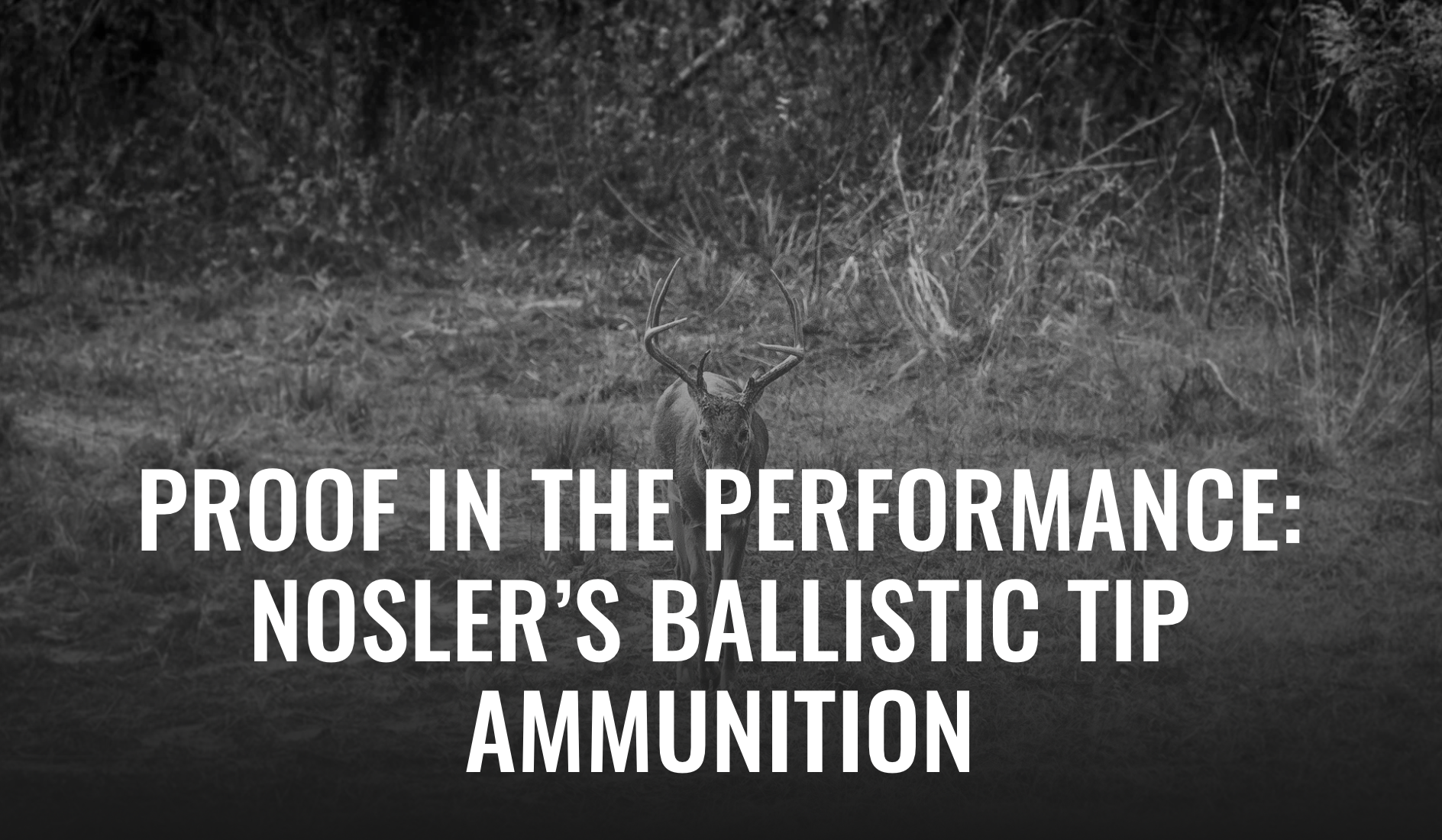 Nosler Ballistic Tip Ammo