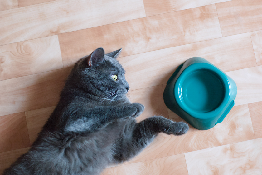 gray cat on floor next to bowl of water
