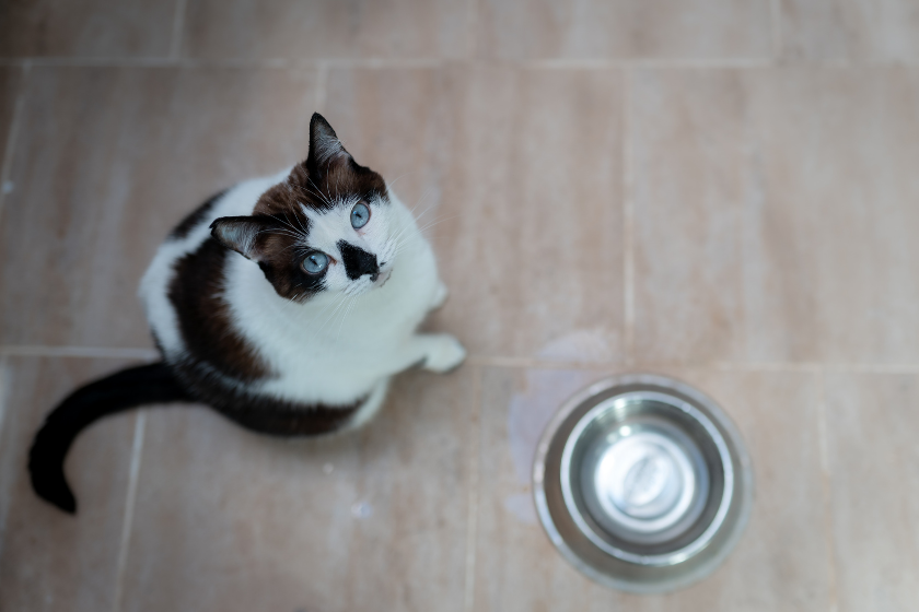 black and white cat looking up near water bowl